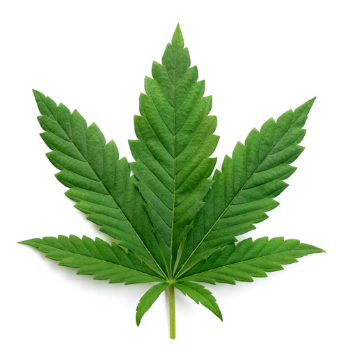 Leaf.jpg
